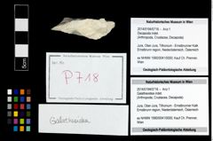 Foto (Objekt + Etikett) von Galatheoidea indet.  (NHMW-GEO-2014-0194-0718)